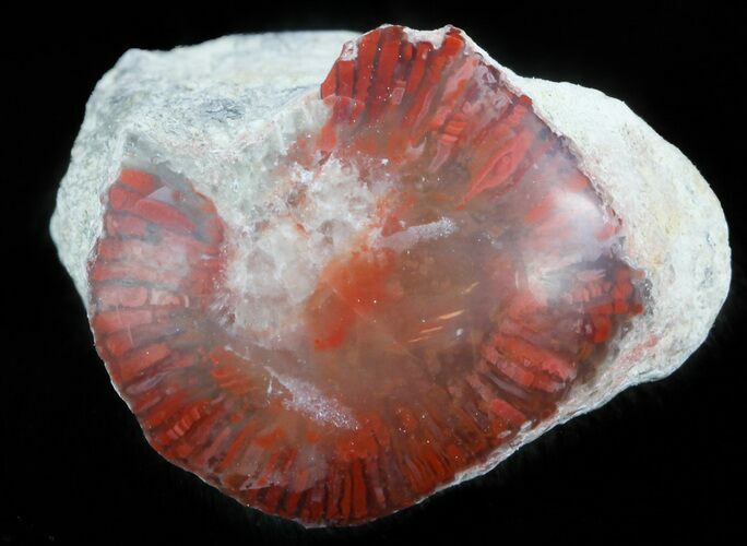 Pennsylvanian Aged Red Agatized Horn Coral - Utah #46729